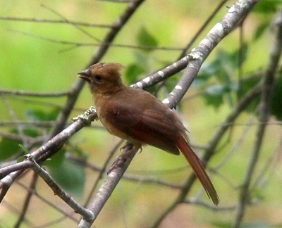 [while the shape of its bill and feathers (including the tuft on its head) indicate it is a cardinal, this bird is still has its dark coloring. There is a hint of red in its tail feathers, but the rest of the feathers are olive brown and its bill is dark brown.]